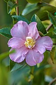 CAROLINE BELL NATIONAL COLLECTION OF SASANQUA CAMELLIAS, DEVON, NOVEMBER, PINK FLOWERS, BLOOMS OF CAMELLIA SASANQUA CAMILLE, SHRUBS