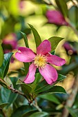 CAROLINE BELL NATIONAL COLLECTION OF SASANQUA CAMELLIAS, DEVON, PINK FLOWERS, BLOOMS OF CAMELLIA SASANQUA TOTENKO, SHRUBS