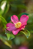 CAROLINE BELL NATIONAL COLLECTION OF SASANQUA CAMELLIAS, DEVON, PINK FLOWERS, BLOOMS OF CAMELLIA SASANQUA LAVENDER QUEEN, SHRUBS
