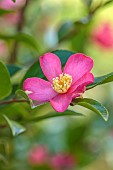 CAROLINE BELL NATIONAL COLLECTION OF SASANQUA CAMELLIAS, DEVON, PINK FLOWERS, BLOOMS OF CAMELLIA SASANQUA LAVENDER QUEEN, SHRUBS