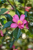 CAROLINE BELL NATIONAL COLLECTION OF SASANQUA CAMELLIAS, DEVON, PINK FLOWERS, BLOOMS OF CAMELLIA SASANQUA LAVENDER QUEEN, SHRUBS