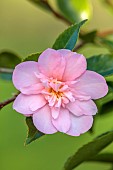 CAROLINE BELL NATIONAL COLLECTION OF SASANQUA CAMELLIAS, DEVON, PINK FLOWERS, BLOOMS OF CAMELLIA SASANQUA SUNRISE SERENADE, SHRUBS