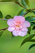 CAROLINE BELL NATIONAL COLLECTION OF SASANQUA CAMELLIAS, DEVON, PINK FLOWERS, BLOOMS OF CAMELLIA SASANQUA SUNRISE SERENADE, SHRUBS