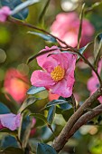 CAROLINE BELL NATIONAL COLLECTION OF SASANQUA CAMELLIAS, DEVON, PINK FLOWERS, BLOOMS OF CAMELLIA SASANQUA PARADISE GLOW, SHRUBS
