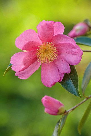 CAROLINE_BELL_NATIONAL_COLLECTION_OF_SASANQUA_CAMELLIAS_DEVON_NOVEMBER_PINK_FLOWERS_BLOOMS_OF_CAMELL