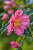 CAROLINE BELL NATIONAL COLLECTION OF SASANQUA CAMELLIAS, DEVON, NOVEMBER, PINK FLOWERS, BLOOMS OF CAMELLIA SASANQUA PARADISE GLOW, SHRUBS