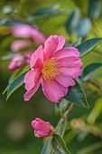CAROLINE BELL NATIONAL COLLECTION OF SASANQUA CAMELLIAS, DEVON, NOVEMBER, PINK FLOWERS, BLOOMS OF CAMELLIA SASANQUA PARADISE GLOW, SHRUBS