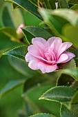 CAROLINE BELL NATIONAL COLLECTION OF SASANQUA CAMELLIAS, DEVON, NOVEMBER, PINK FLOWERS, BLOOMS OF CAMELLIA SASANQUA PAMS SUPREME, SHRUBS