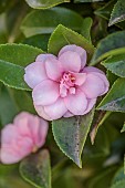 CAROLINE BELL NATIONAL COLLECTION OF SASANQUA CAMELLIAS, DEVON, NOVEMBER, PINK FLOWERS, BLOOMS OF CAMELLIA SASANQUA PAMS SUPREME, SHRUBS