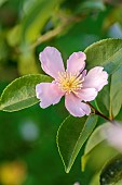 CAROLINE BELL NATIONAL COLLECTION OF SASANQUA CAMELLIAS, DEVON, NOVEMBER, PINK FLOWERS, BLOOMS OF CAMELLIA SASANQUA MISTY MOON, SHRUBS