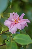 CAROLINE BELL NATIONAL COLLECTION OF SASANQUA CAMELLIAS, DEVON, NOVEMBER, PINK FLOWERS, BLOOMS OF CAMELLIA SASANQUA STRAWBERRY MOON, SHRUBS