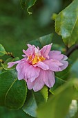 CAROLINE BELL NATIONAL COLLECTION OF SASANQUA CAMELLIAS, DEVON, NOVEMBER, PINK FLOWERS, BLOOMS OF CAMELLIA SASANQUA STRAWBERRY MOON, SHRUBS