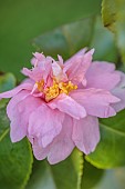 CAROLINE BELL NATIONAL COLLECTION OF SASANQUA CAMELLIAS, DEVON, NOVEMBER, PINK FLOWERS, BLOOMS OF CAMELLIA SASANQUA STRAWBERRY MOON, SHRUBS