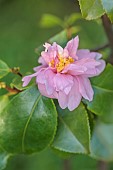 CAROLINE BELL NATIONAL COLLECTION OF SASANQUA CAMELLIAS, DEVON, NOVEMBER, PINK FLOWERS, BLOOMS OF CAMELLIA SASANQUA STRAWBERRY MOON, SHRUBS