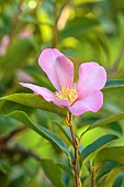 CAROLINE BELL NATIONAL COLLECTION OF SASANQUA CAMELLIAS, DEVON, NOVEMBER, PINK FLOWERS, BLOOMS OF CAMELLIA SASANQUA BRIAR ROSE, SHRUBS