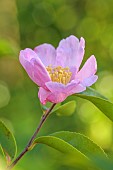 CAROLINE BELL NATIONAL COLLECTION OF SASANQUA CAMELLIAS, DEVON, NOVEMBER, PINK FLOWERS, BLOOMS OF CAMELLIA SASANQUA MOMOZONO-NISHIKI, SHRUBS
