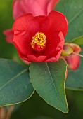 CAROLINE BELL NATIONAL COLLECTION OF SASANQUA CAMELLIAS, DEVON, PINK FLOWERS, BLOOMS OF CAMELLIA AZALEA HYBRID 1001 SUMMER NIGHTS JASMINE, SHRUBS