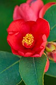 CAROLINE BELL NATIONAL COLLECTION OF SASANQUA CAMELLIAS, DEVON, PINK FLOWERS, BLOOMS OF CAMELLIA AZALEA HYBRID 1001 SUMMER NIGHTS JASMINE, SHRUBS