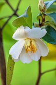 CAROLINE BELL NATIONAL COLLECTION OF SASANQUA CAMELLIAS, DEVON, CREAM FLOWERS, BLOOMS OF CAMELLIA HYBRID VANILLA MOON, SHRUBS