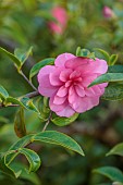 CAROLINE BELL NATIONAL COLLECTION OF SASANQUA CAMELLIAS, DEVON, PINK FLOWERS, BLOOMS OF CAMELLIA SASANQUA CHANSONETTE, HIEMALIS, SHRUBS