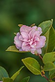 CAROLINE BELL NATIONAL COLLECTION OF SASANQUA CAMELLIAS, DEVON, PINK, LIME GREEN FLOWERS, BLOOMS OF CAMELLIA SASANQUA STRAWBEERY LIMEADE, SHRUBS