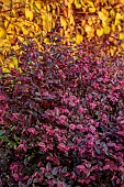 CAROLINE BELL NATIONAL COLLECTION OF SASANQUA CAMELLIAS, DEVON, NOVEMBER, PINK FLOWERS OF LOROPETALUM CHINENSE, VAR RUBRUM, CHINESE FRINGE FLOWER, SHRUBS, EVERGREEN, NOT HARDY