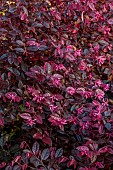 CAROLINE BELL NATIONAL COLLECTION OF SASANQUA CAMELLIAS, DEVON, NOVEMBER, PINK FLOWERS OF LOROPETALUM CHINENSE, VAR RUBRUM, CHINESE FRINGE FLOWER, SHRUBS, EVERGREEN, NOT HARDY