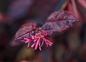 CAROLINE BELL NATIONAL COLLECTION OF SASANQUA CAMELLIAS, DEVON, NOVEMBER, PINK FLOWERS OF LOROPETALUM CHINENSE, VAR RUBRUM, CHINESE FRINGE FLOWER, SHRUBS, EVERGREEN, NOT HARDY