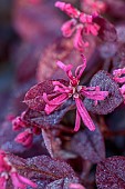 CAROLINE BELL NATIONAL COLLECTION OF SASANQUA CAMELLIAS, DEVON, NOVEMBER, PINK FLOWERS OF LOROPETALUM CHINENSE, VAR RUBRUM, CHINESE FRINGE FLOWER, SHRUBS, EVERGREEN, NOT HARDY