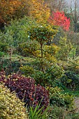 CAROLINE BELL NATIONAL COLLECTION OF SASANQUA CAMELLIAS, DEVON, NOVEMBER, CLOUD PRUNED SPECIMEN OF CAMELLIA SASANQUA HINODE-GUMO, SHRUBS