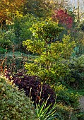 CAROLINE BELL NATIONAL COLLECTION OF SASANQUA CAMELLIAS, DEVON, NOVEMBER, CLOUD PRUNED SPECIMEN OF CAMELLIA SASANQUA HINODE-GUMO, SHRUBS