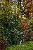 CAROLINE BELL NATIONAL COLLECTION OF SASANQUA CAMELLIAS, DEVON, NOVEMBER, WHITE, PALE PINK FLOWERS, BLOOMS OF CAMELLIA SASANQUA PLANTATION PINK, SHRUBS