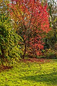CAROLINE BELL NATIONAL COLLECTION OF SASANQUA CAMELLIAS, DEVON, LAWN, RED LEAVES, FOLIAGE OF LIQUIDAMBAR STYRACIFLUA RED STAR, STARED, SWEETGUM, NOVEMBER