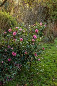 CAROLINE BELL NATIONAL COLLECTION OF SASANQUA CAMELLIAS, DEVON, NOVEMBER, PINK FLOWERS, BLOOMS OF CAMELLIA SASANQUA SPARKLING BURGUNDY, SHRUBS