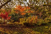 CAROLINE BELL NATIONAL COLLECTION OF SASANQUA CAMELLIAS, DEVON, NOVEMBER, MAPLES BESIDE THE POOL, POND, WATER, AUTUMN, FALL