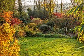 CAROLINE BELL NATIONAL COLLECTION OF SASANQUA CAMELLIAS, DEVON, NOVEMBER, LAWN, MAPLES BESIDE THE POOL, POND, WATER, AUTUMN, FALL