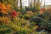 CAROLINE BELL NATIONAL COLLECTION OF SASANQUA CAMELLIAS, DEVON, NOVEMBER, MAPLES BESIDE THE POOL, POND, WATER, AUTUMN, FALL