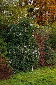 CAROLINE BELL NATIONAL COLLECTION OF SASANQUA CAMELLIAS, DEVON, NOVEMBER, WHITE, PALE PINK FLOWERS, BLOOMS OF CAMELLIA SASANQUA PLANTATION PINK, SHRUBS