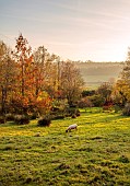 CAROLINE BELL NATIONAL COLLECTION OF SASANQUA CAMELLIAS, DEVON, NOVEMBER, SHEEP GRAZING IN FIELD, COUNTRYSIDE, BORROWED LANDSCAPE, AUTUMN, FALL