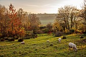 CAROLINE BELL NATIONAL COLLECTION OF SASANQUA CAMELLIAS, DEVON, NOVEMBER, SHEEP GRAZING IN FIELD, COUNTRYSIDE, BORROWED LANDSCAPE, AUTUMN, FALL