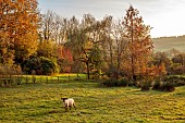 CAROLINE BELL NATIONAL COLLECTION OF SASANQUA CAMELLIAS, DEVON, NOVEMBER, SHEEP GRAZING IN FIELD, COUNTRYSIDE, BORROWED LANDSCAPE, AUTUMN, FALL