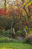 CAROLINE BELL NATIONAL COLLECTION OF SASANQUA CAMELLIAS, DEVON, NOVEMBER, RHUS TYPHINA, WOODEN BRIDGE OVER STREAM , POOL, POND, AUTUMN, FALL