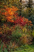 CAROLINE BELL NATIONAL COLLECTION OF SASANQUA CAMELLIAS, DEVON, NOVEMBER, MAPLES BESIDE POOL, POND, WATER, AUTUMN, FALL