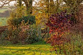 CAROLINE BELL NATIONAL COLLECTION OF SASANQUA CAMELLIAS, DEVON, NOVEMBER, CAMELLIA SASANQUA PLANTATION PINK IN FIELD BESIDE GATE, SHRUBS