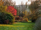 CAROLINE BELL NATIONAL COLLECTION OF SASANQUA CAMELLIAS, DEVON, LAWN, RED LEAVES, FOLIAGE OF LIQUIDAMBAR STYRACIFLUA RED STAR, STARED, SWEETGUM, NOVEMBER