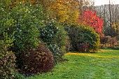 CAROLINE BELL NATIONAL COLLECTION OF SASANQUA CAMELLIAS, DEVON, LAWN, RED LEAVES, FOLIAGE OF LIQUIDAMBAR STYRACIFLUA RED STAR, STARED, SWEETGUM, NOVEMBER