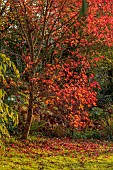 CAROLINE BELL NATIONAL COLLECTION OF SASANQUA CAMELLIAS, DEVON, LAWN, RED LEAVES, FOLIAGE OF LIQUIDAMBAR STYRACIFLUA RED STAR, STARED, SWEETGUM, NOVEMBER