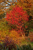 CAROLINE BELL NATIONAL COLLECTION OF SASANQUA CAMELLIAS, DEVON, LAWN, RED LEAVES, FOLIAGE OF LIQUIDAMBAR STYRACIFLUA RED STAR, STARED, SWEETGUM, NOVEMBER