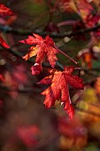 RED LEAVES, FOLIAGE OF LIQUIDAMBAR STYRACIFLUA RED STAR, STARED, SWEETGUM, NOVEMBER