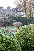 WOLLERTON OLD HALL, SHROPSHIRE: NOVEMBER, FROST, WINTER, CLIPPED TOPIARY BOX, HEDGES, HEDGING, FORMAL, COUNTRY, FONT GARDEN